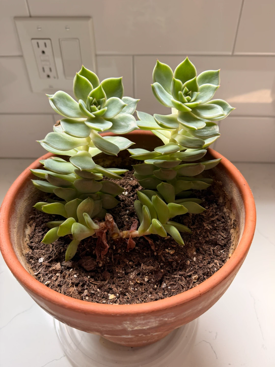 Two Succulent Plants in Terracotta Pot