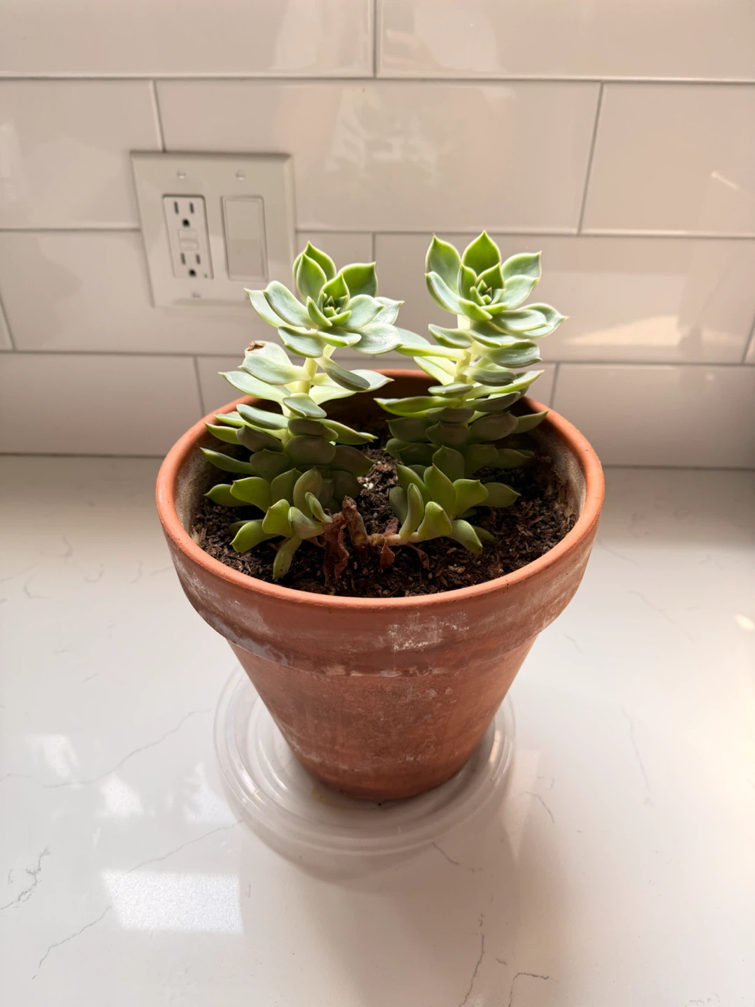 Two Succulent Plants in Terracotta Pot - photo 2