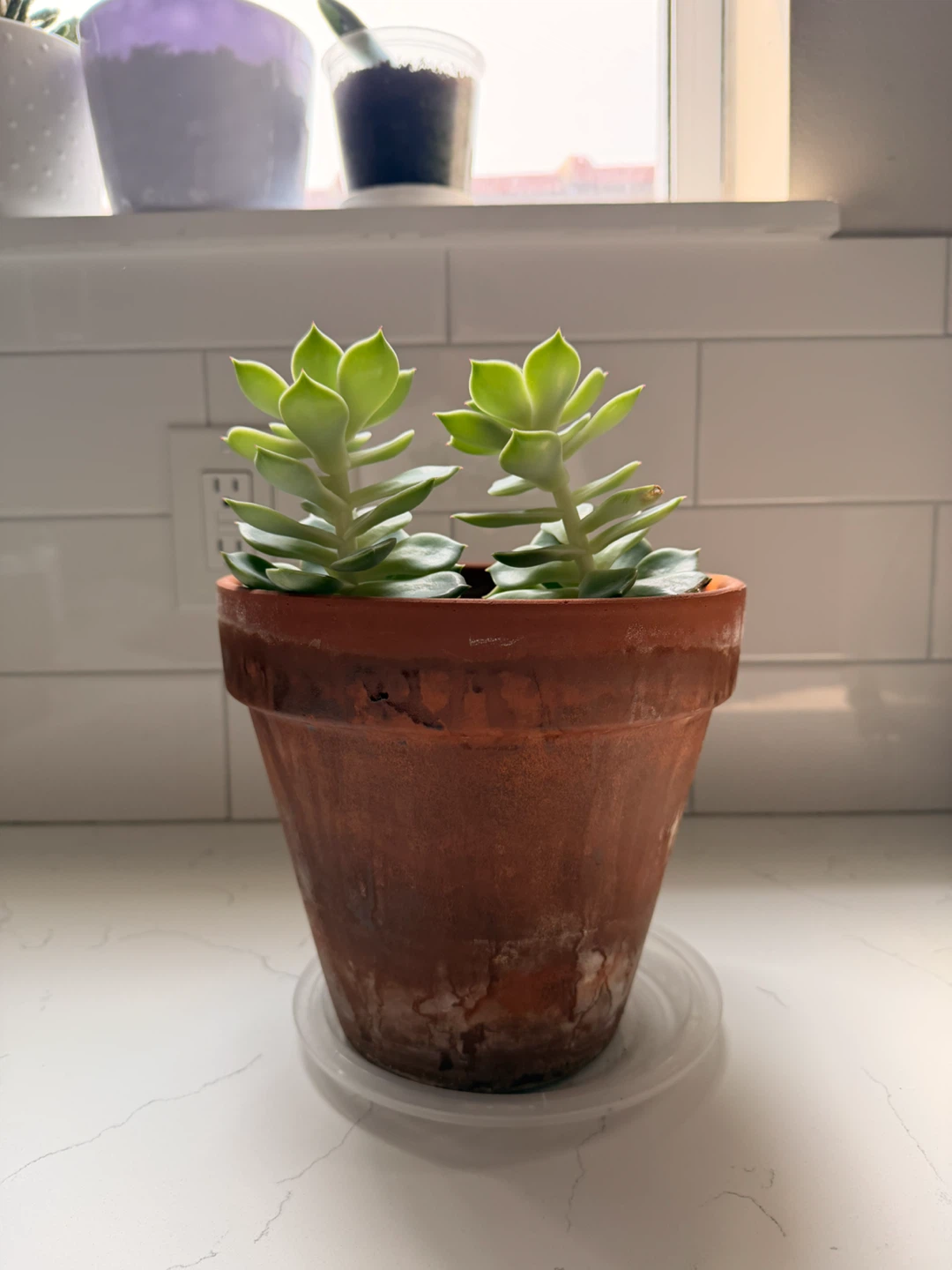 Two Succulent Plants in Terracotta Pot - photo 3