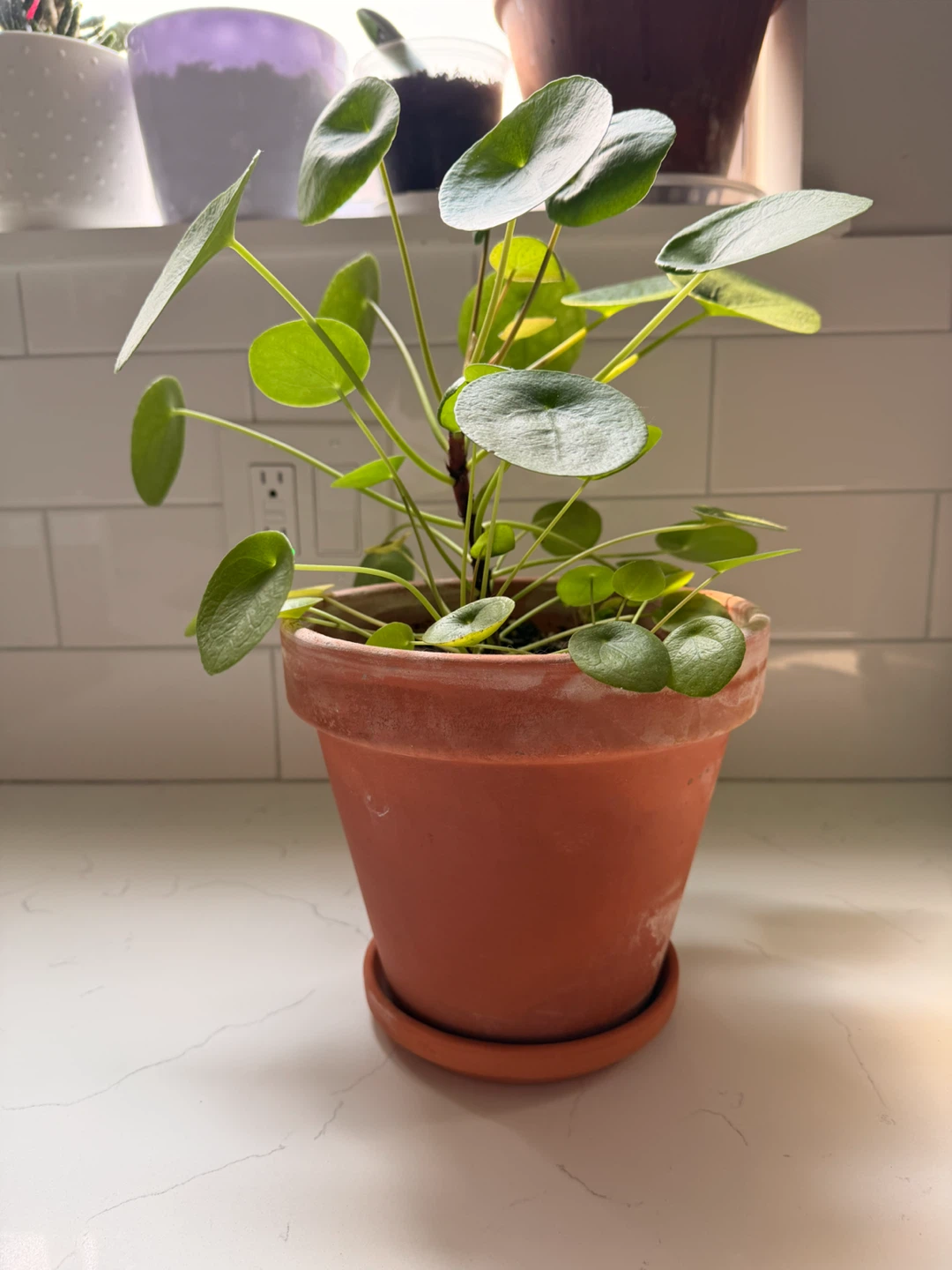 Pilea Peperomioides Plant