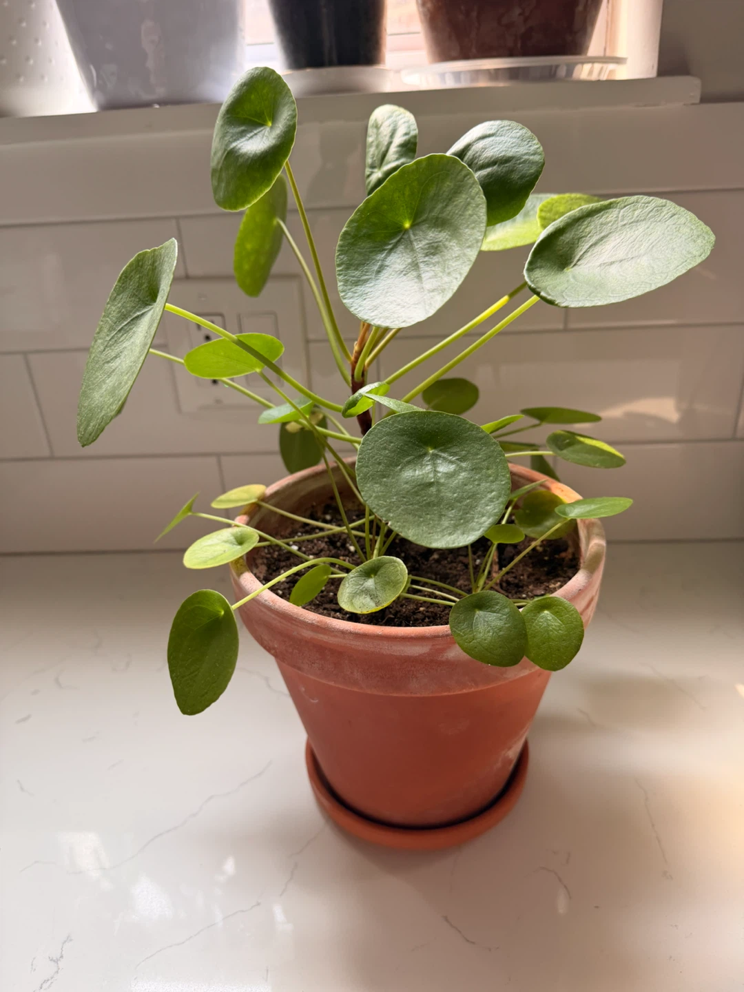 Pilea Peperomioides Plant - photo 2