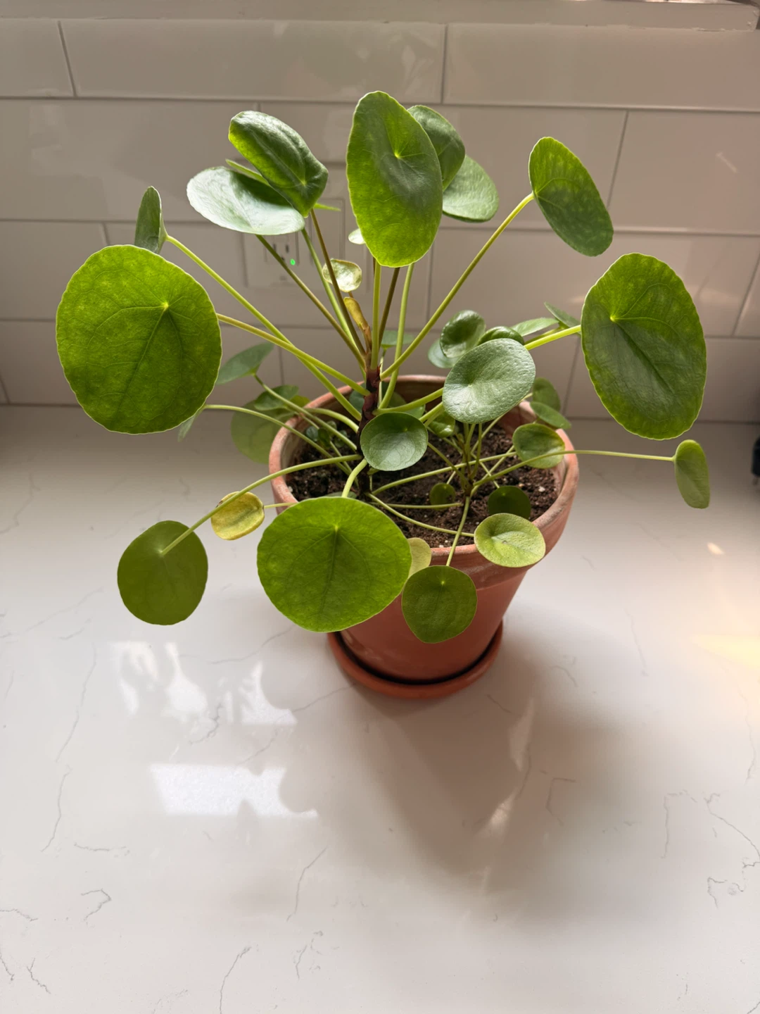 Pilea Peperomioides Plant - photo 3
