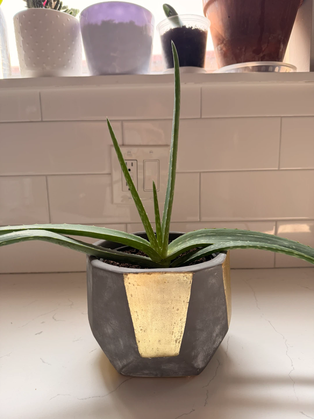 Aloe Vera Plant in Geometric Pot