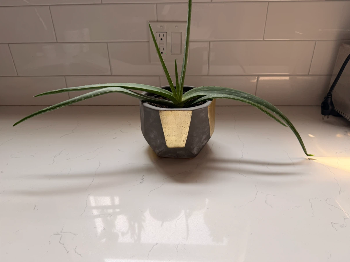 Aloe Vera Plant in Geometric Pot - photo 2