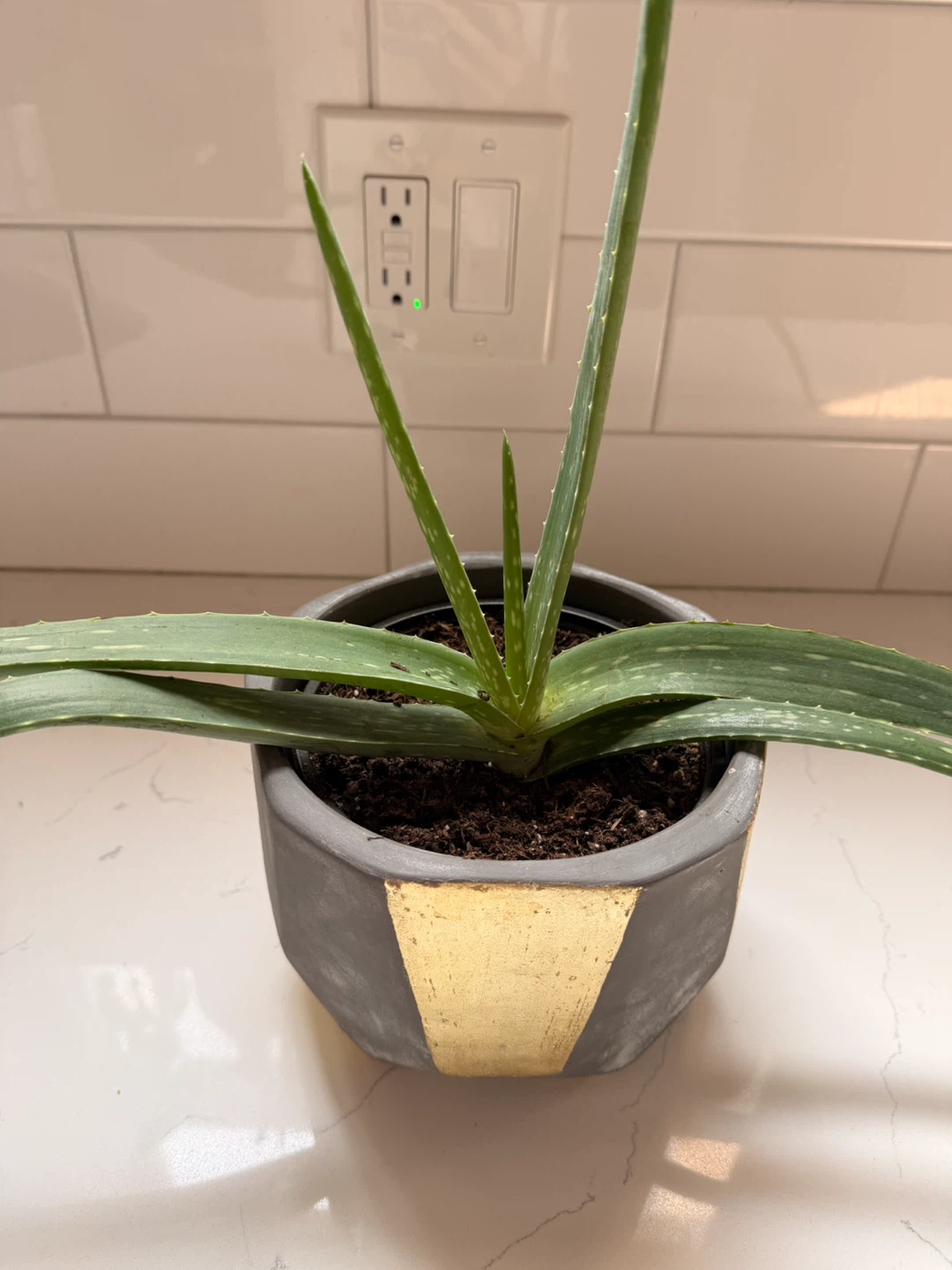Aloe Vera Plant in Geometric Pot - photo 3