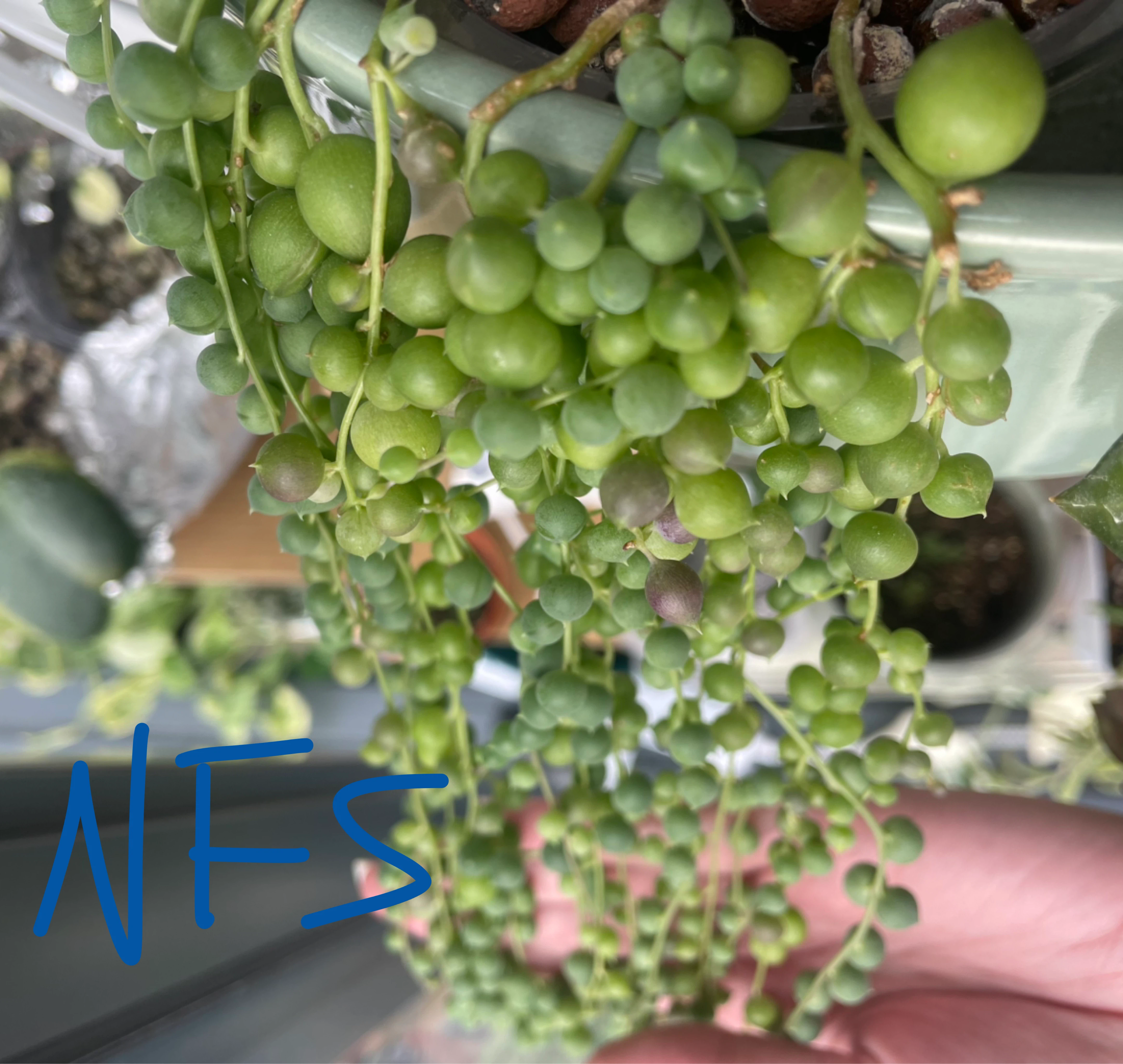 String of Pearls (cuttings or potted starting from $4)