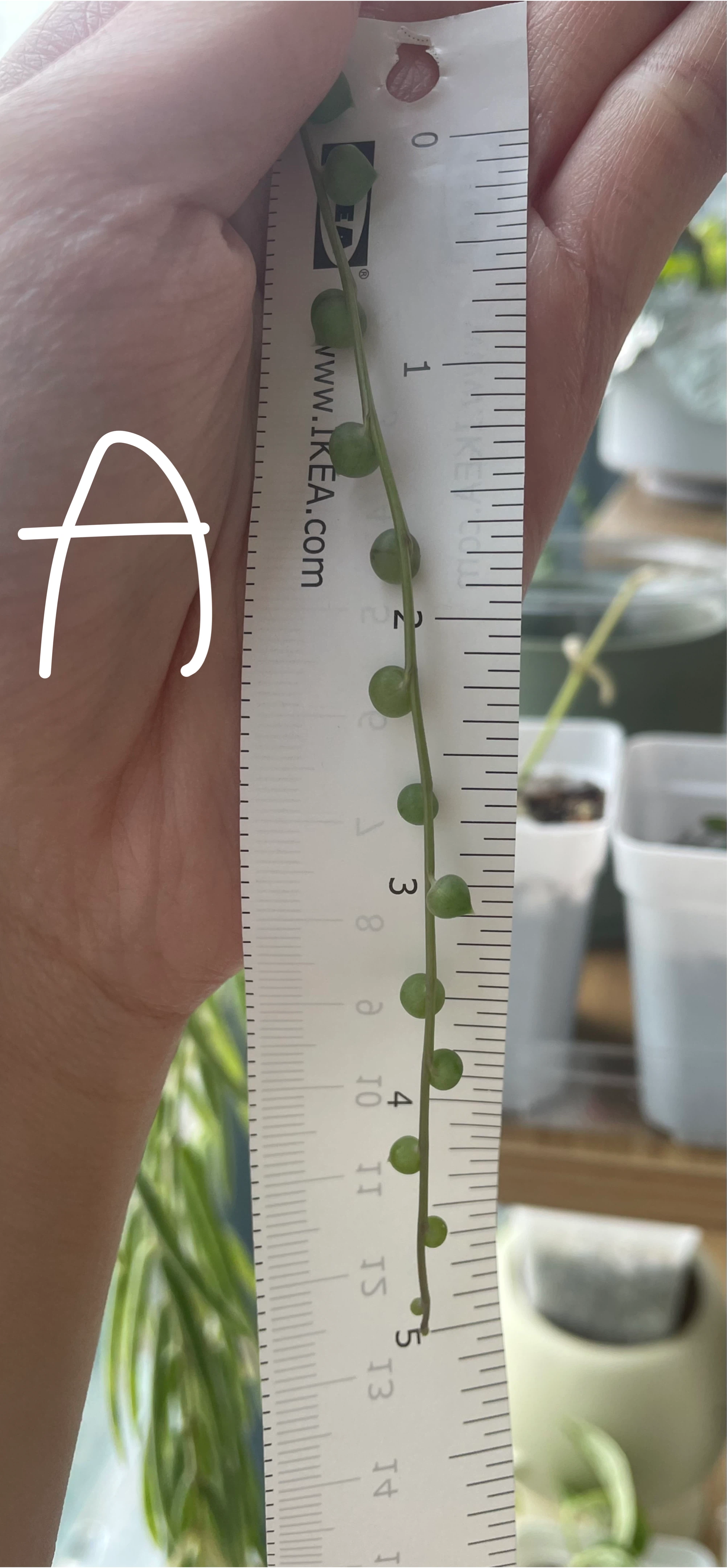String of Pearls (cuttings or potted starting from $4) - photo 2