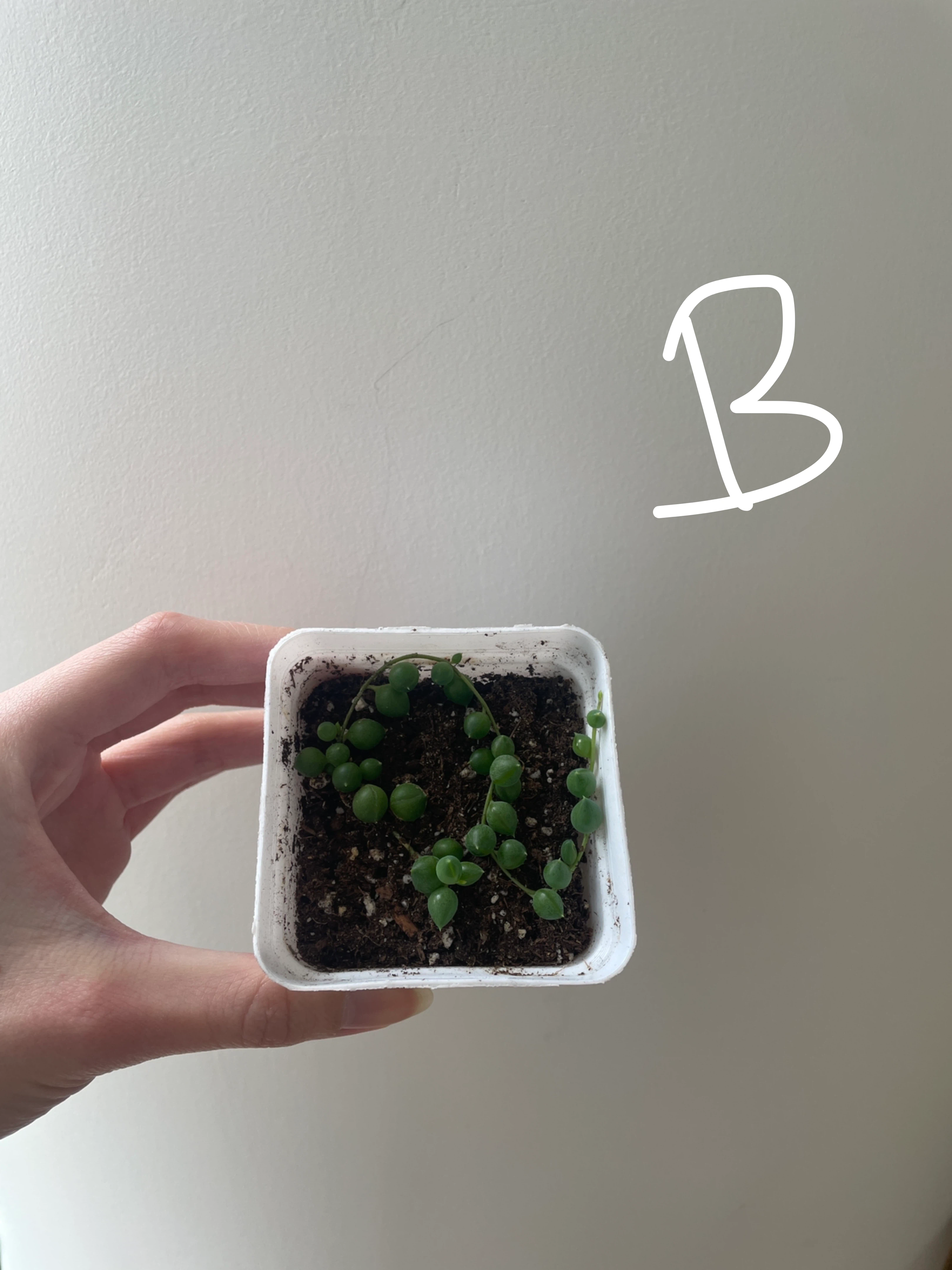 String of Pearls (cuttings or potted starting from $4) - photo 3