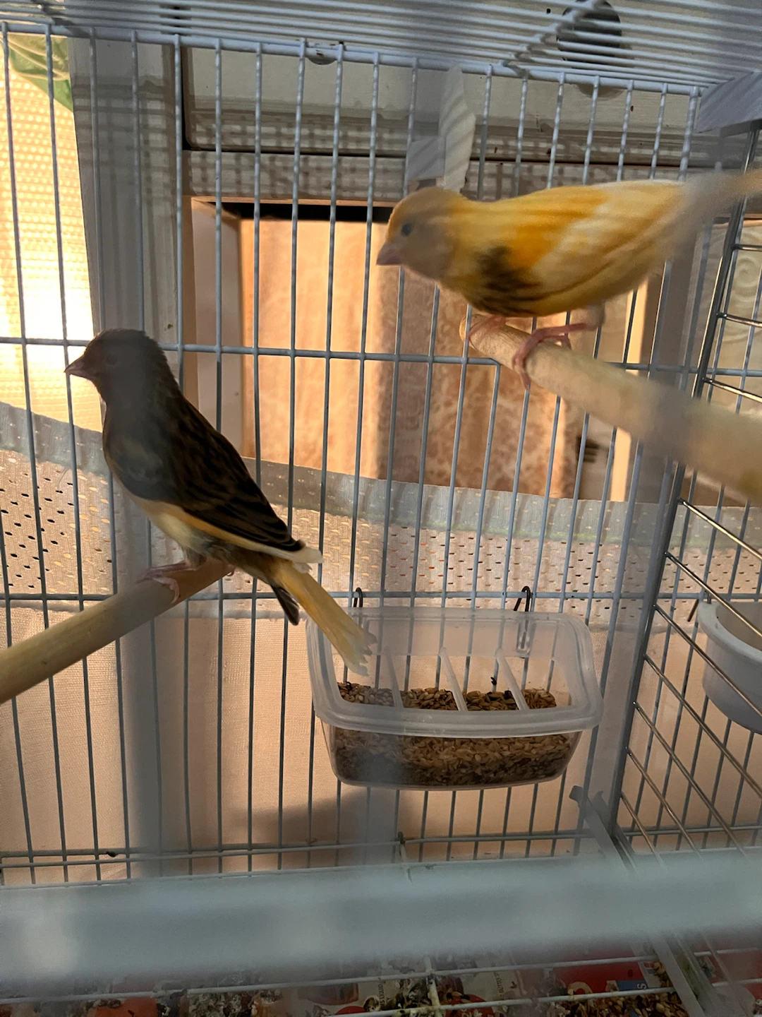 Bird Cage & canary for sale - photo 4