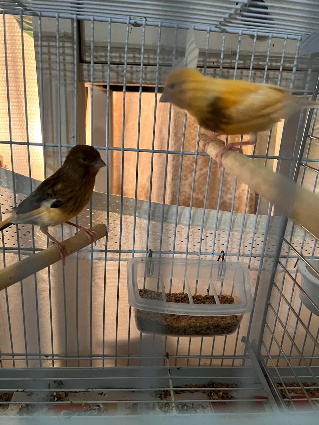 Bird Cage & canary for sale - photo 5