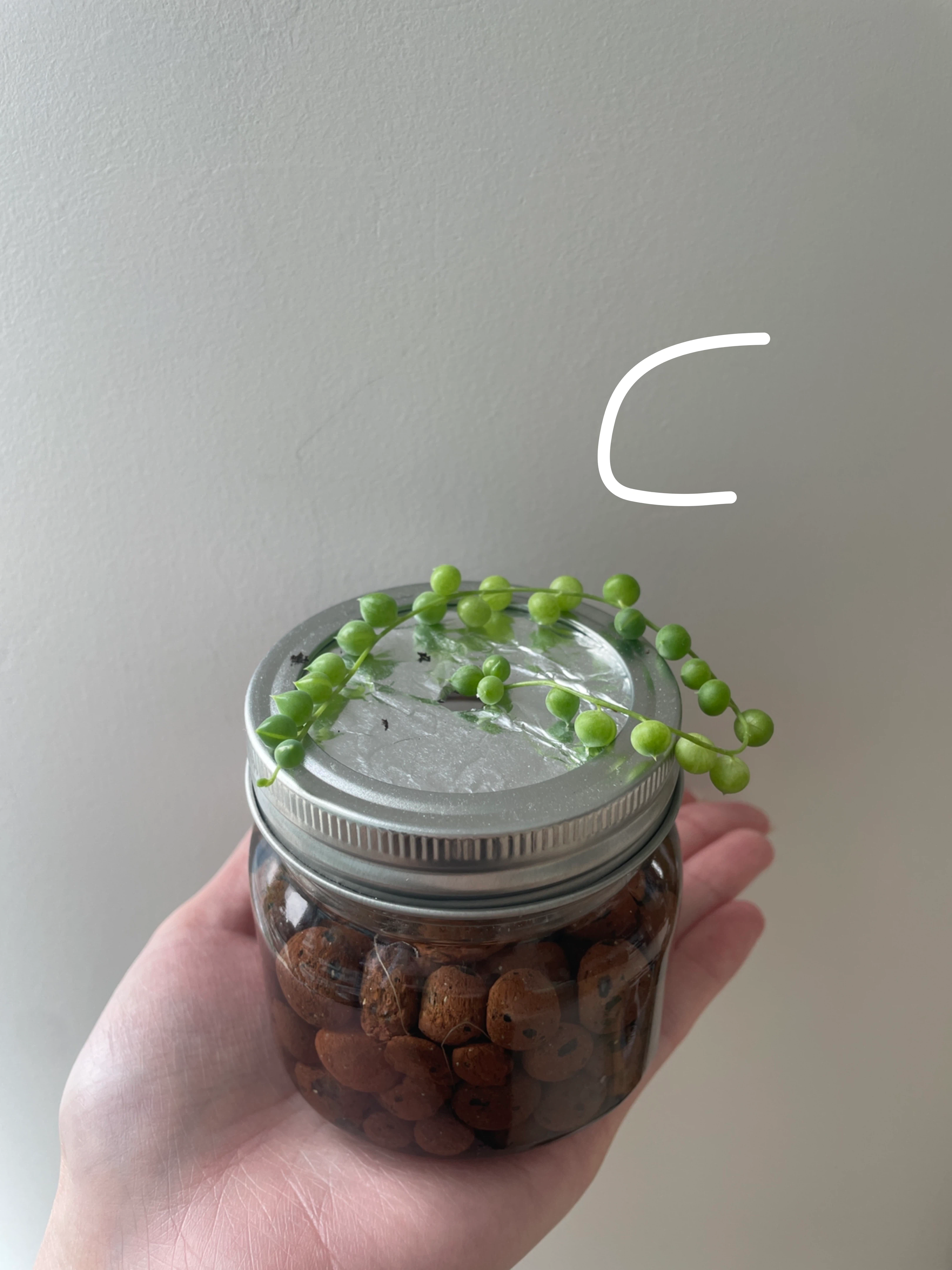 String of Pearls (cuttings or potted starting from $4) - photo 4