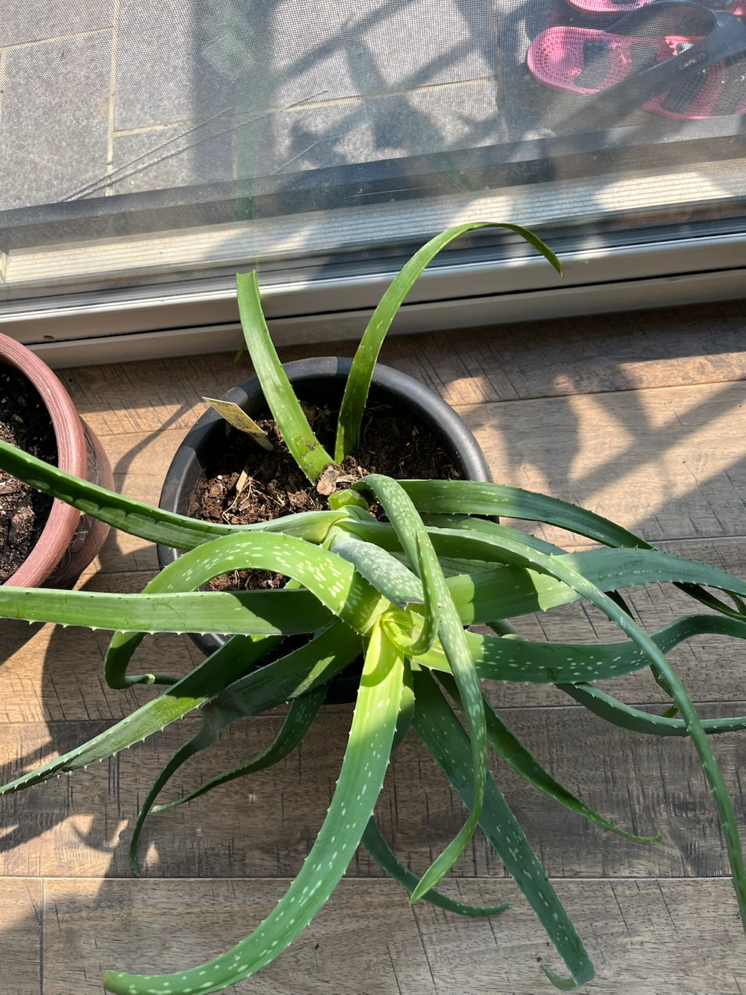 Aloe Vera Plant in Black Pot