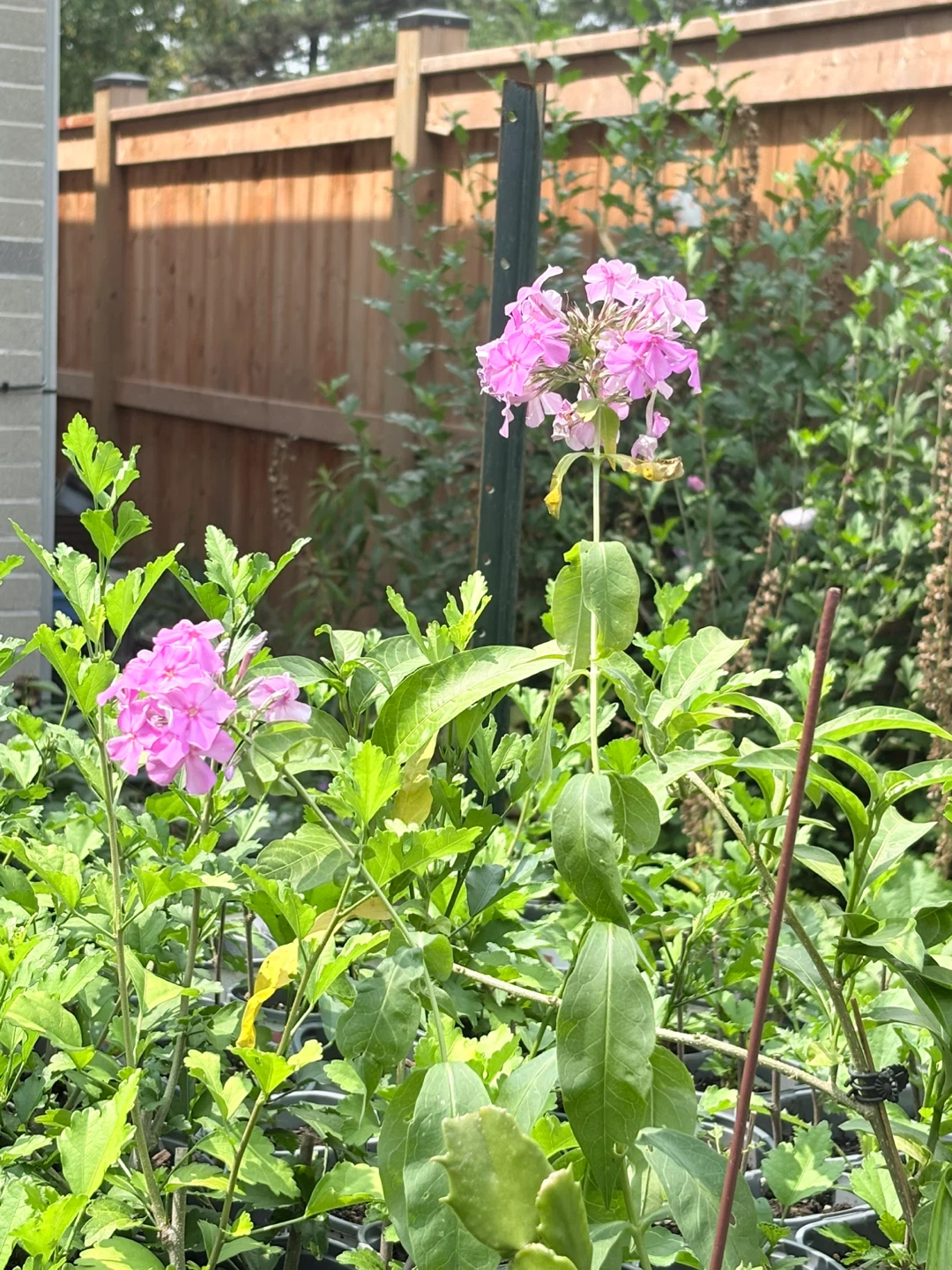 ONE LEFT!! Pink Phlox Perennial flower - photo 2