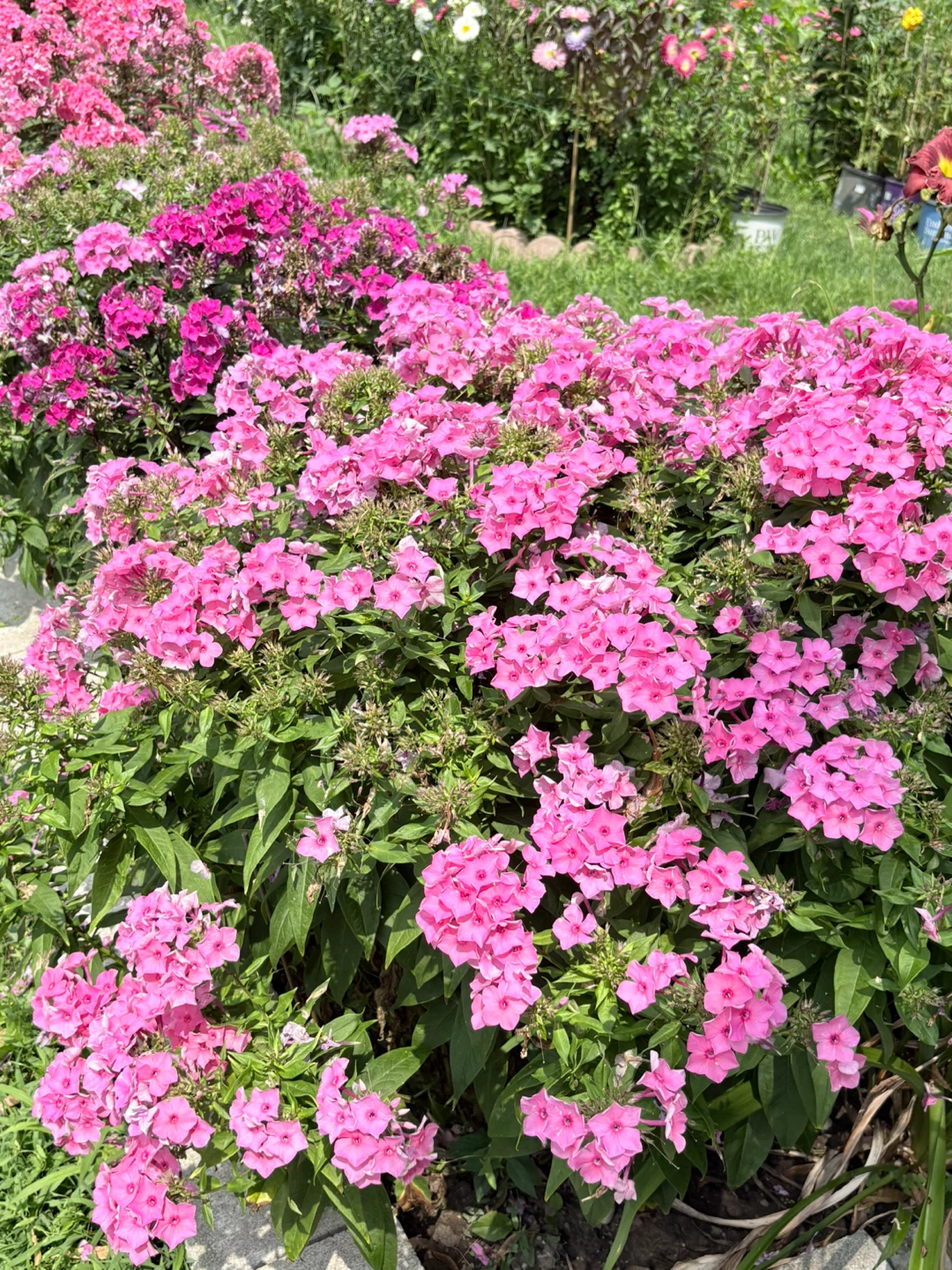 ONE LEFT!! Pink Phlox Perennial flower