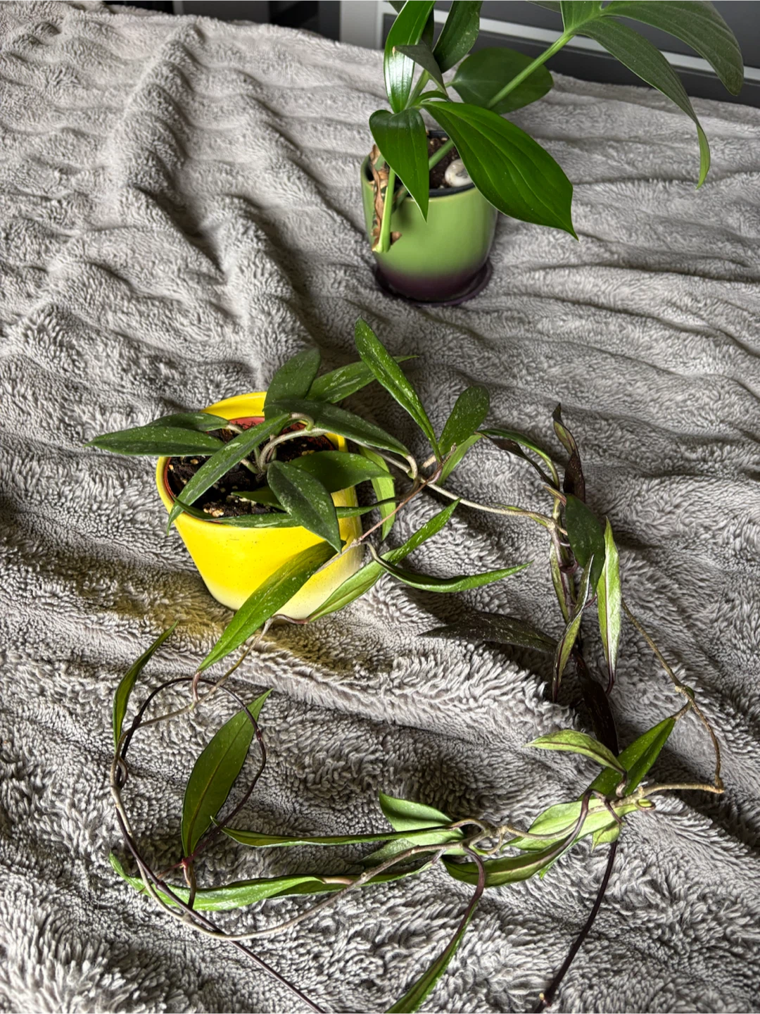Plants for sale