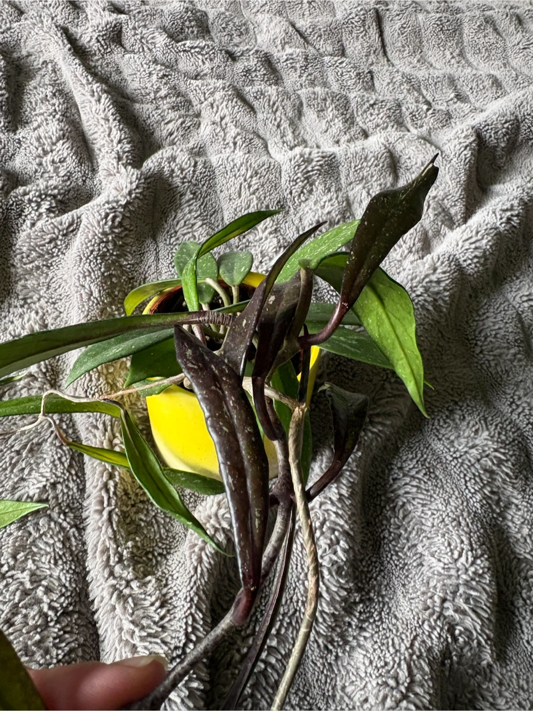 Plants for sale - photo 2