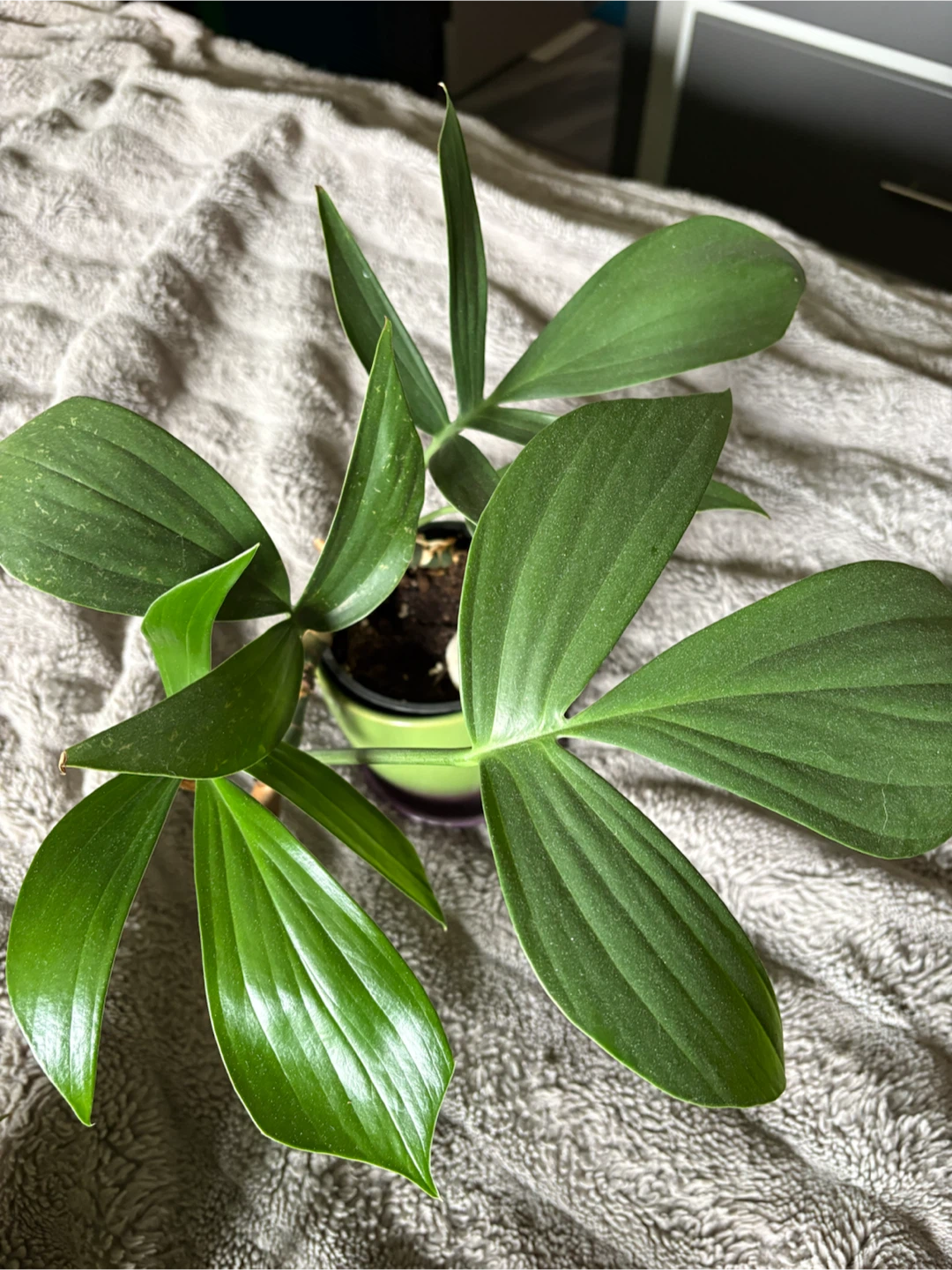 Plants for sale - photo 3