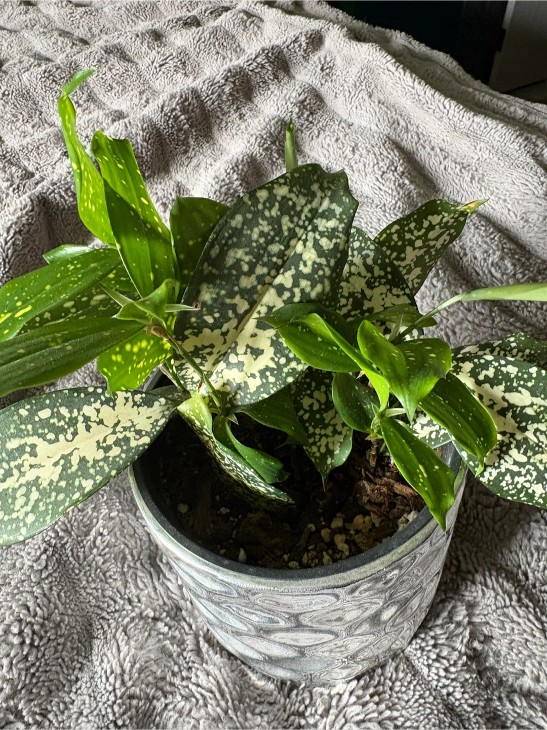Plants for sale - photo 4