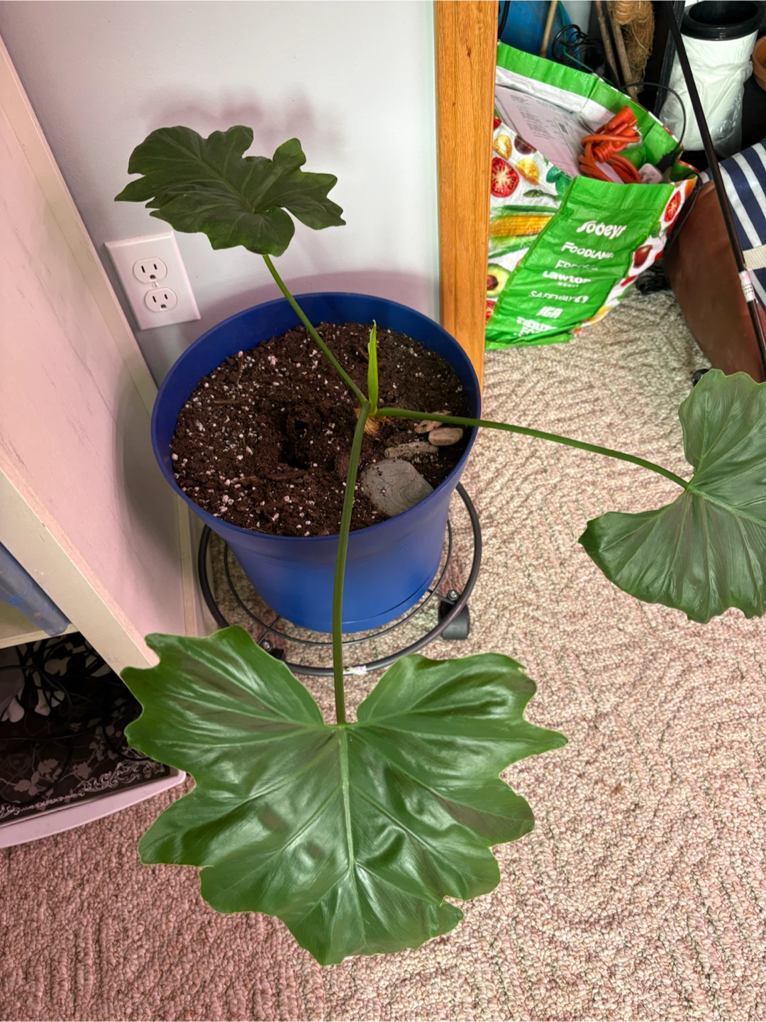 Plants for sale - photo 5