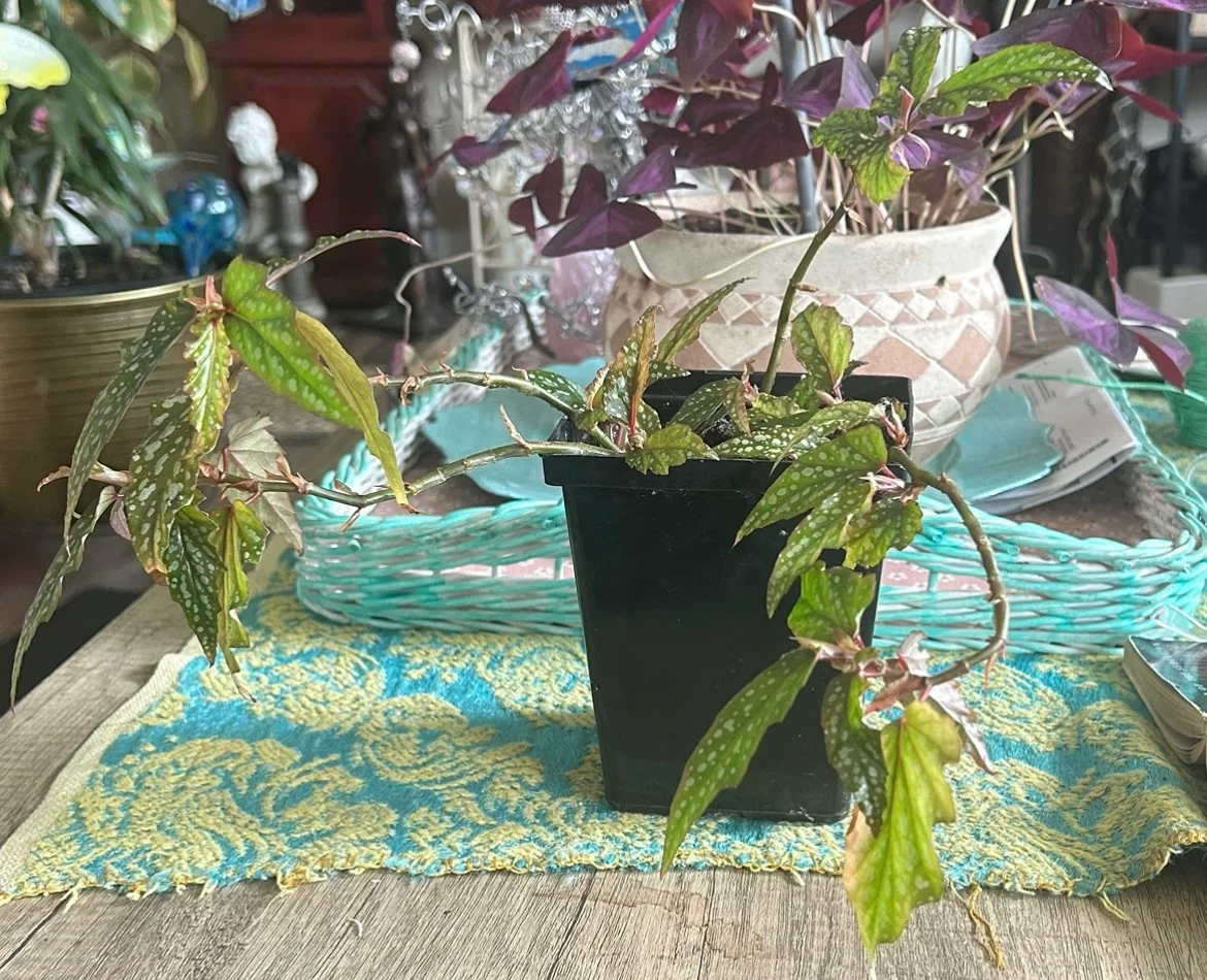 Angel Wing Begonia plant