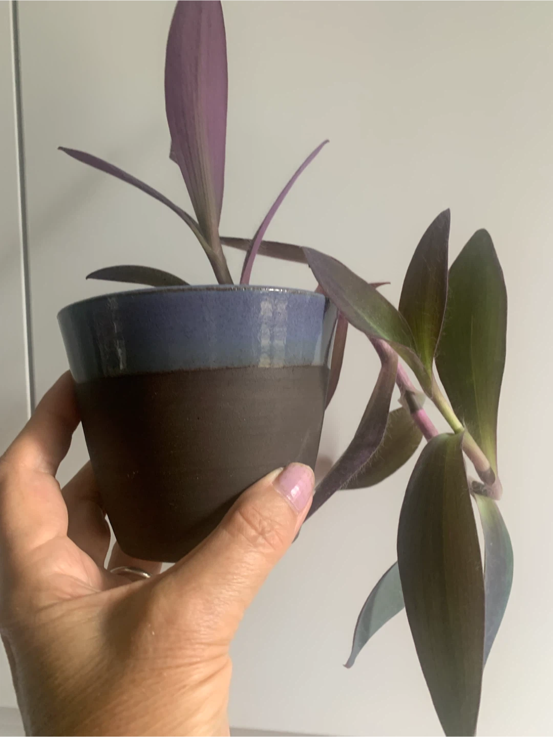 Purple Heart Plant in Ceramic Pot