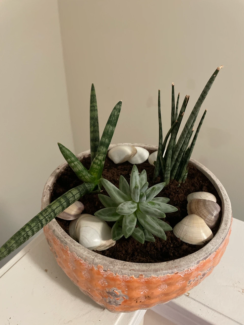 Succulent and Snake Plant Arrangement
