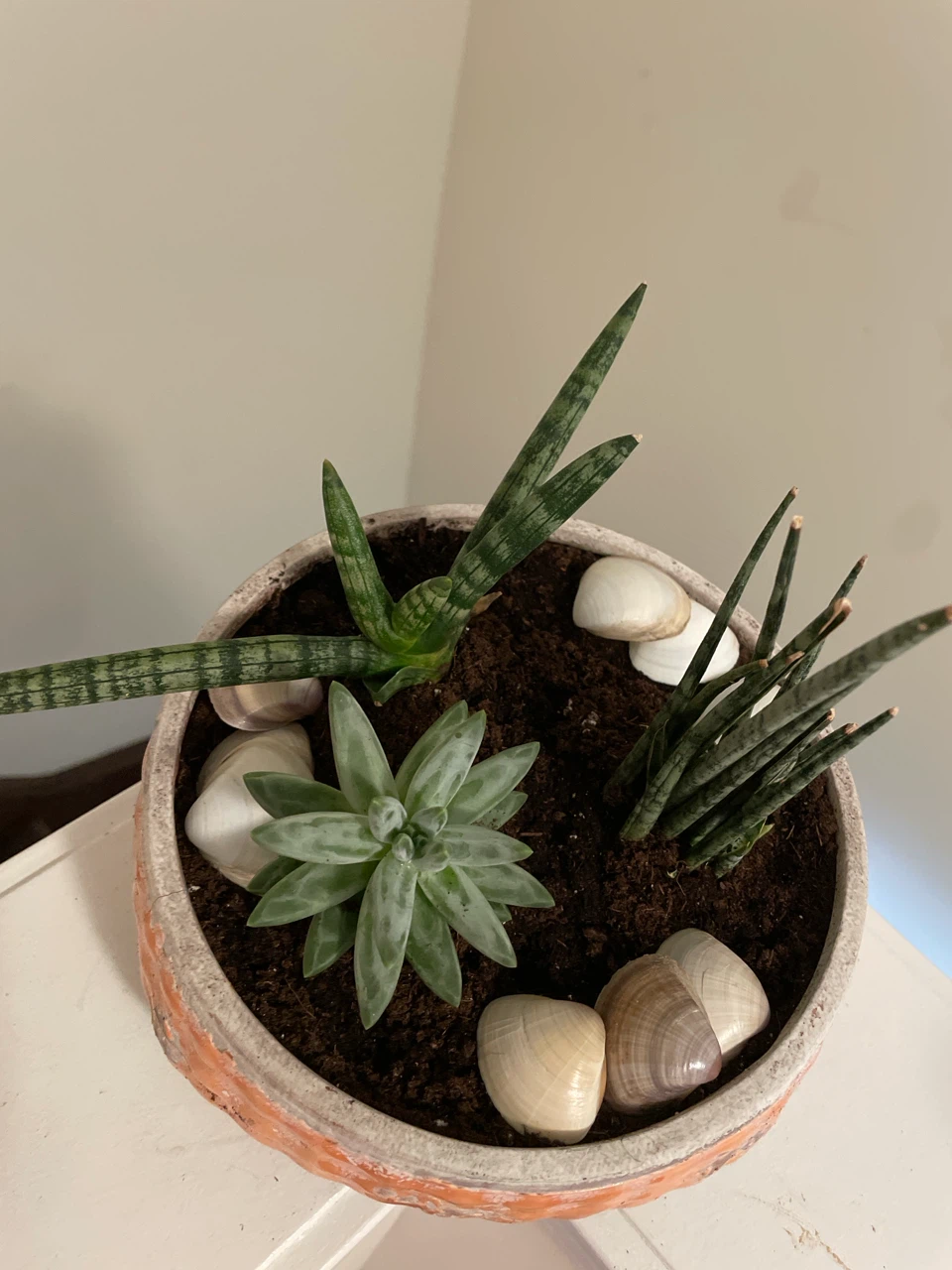 Succulent and Snake Plant Arrangement - photo 2