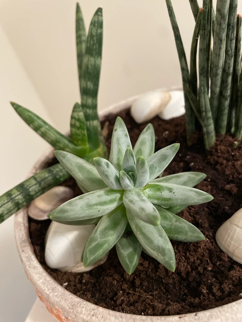 Succulent and Snake Plant Arrangement - photo 3