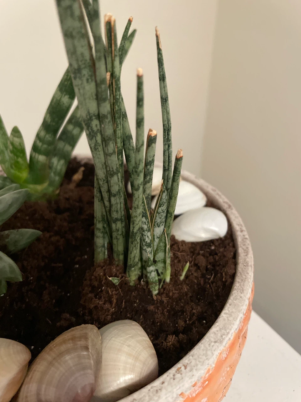 Succulent and Snake Plant Arrangement - photo 4