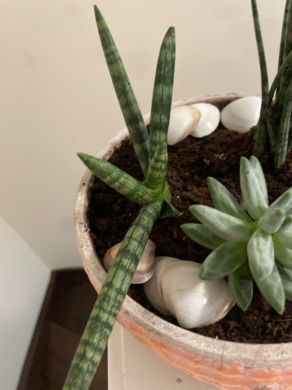 Succulent and Snake Plant Arrangement - photo 5