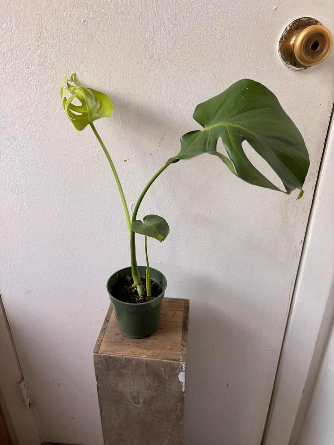 Monstera live plant