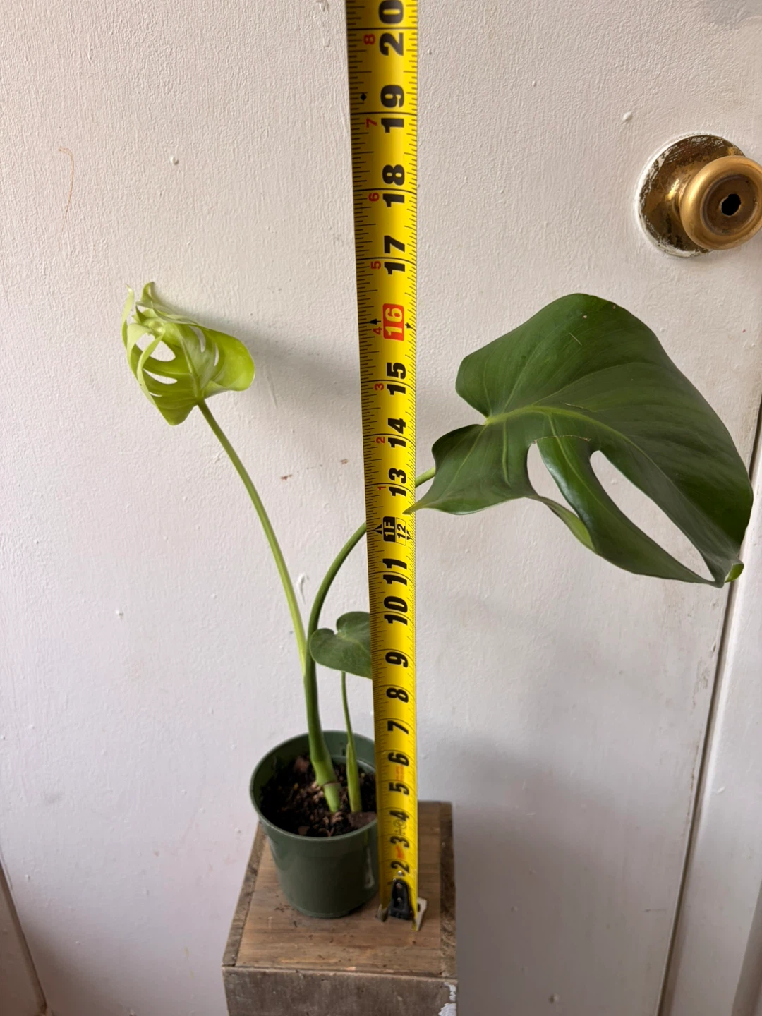 Monstera live plant - photo 2