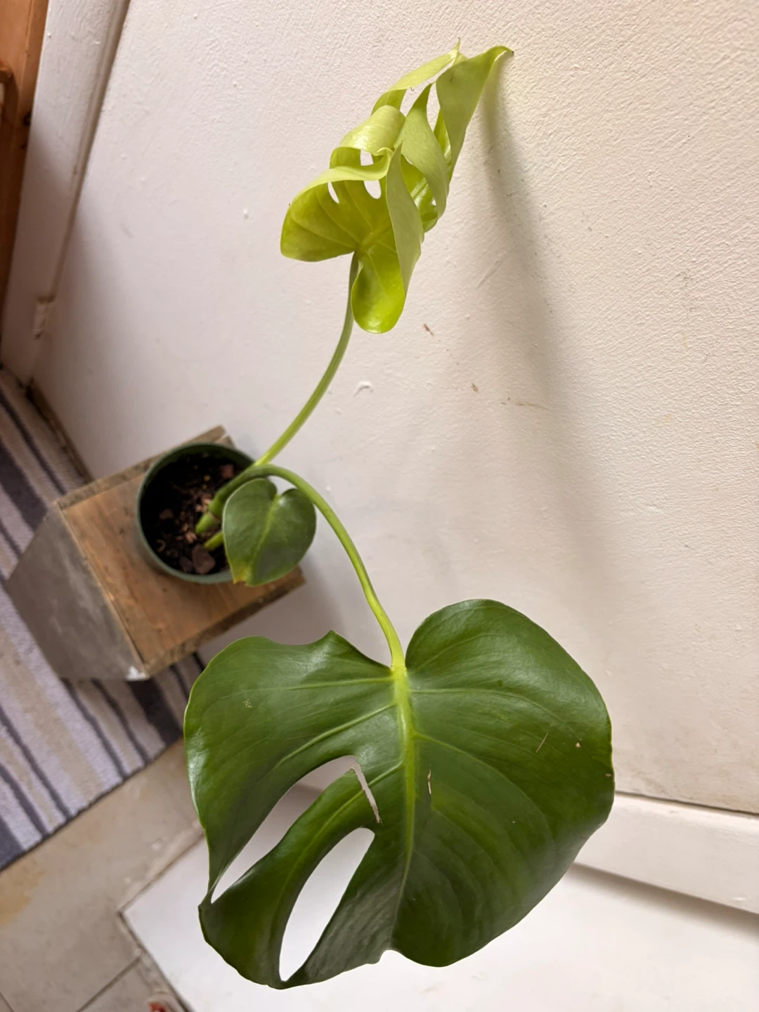Monstera live plant - photo 3