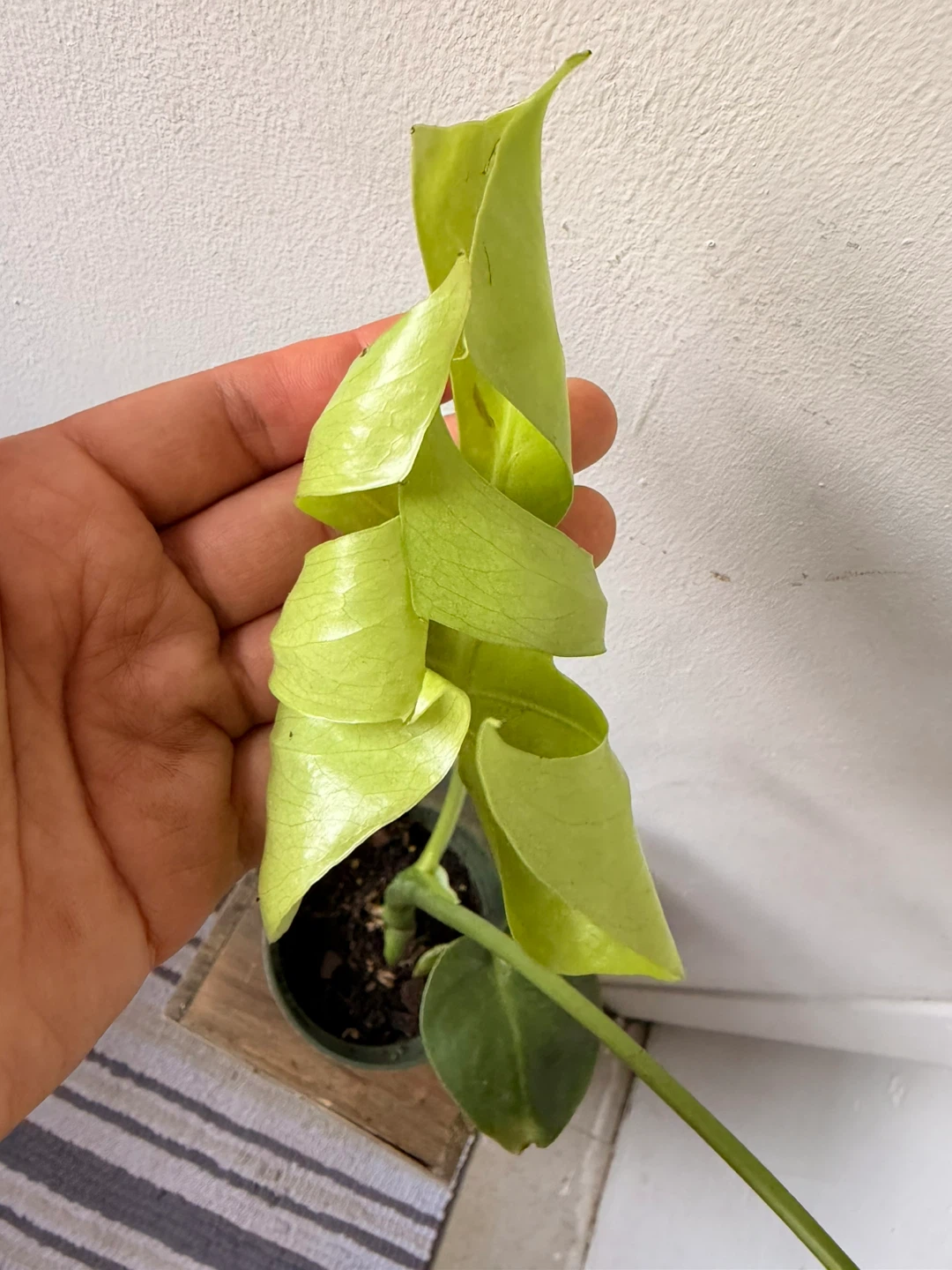 Monstera live plant - photo 4