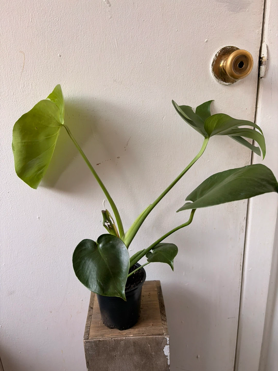 Monstera live plant