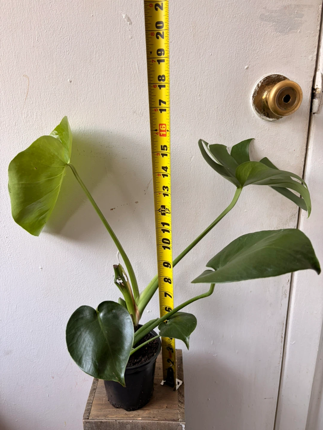 Monstera live plant - photo 2