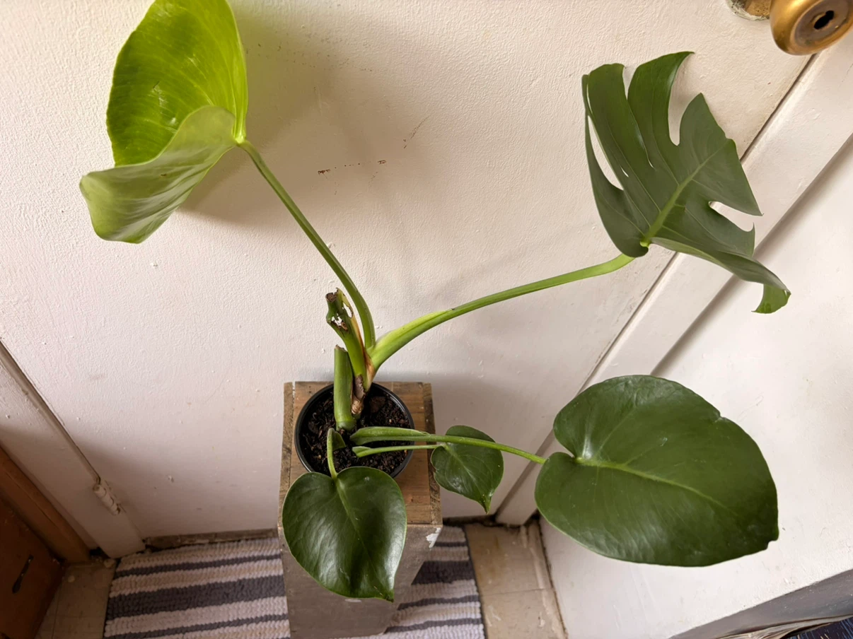 Monstera live plant - photo 3