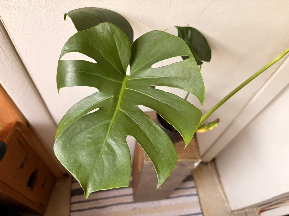 Monstera live plant - photo 4