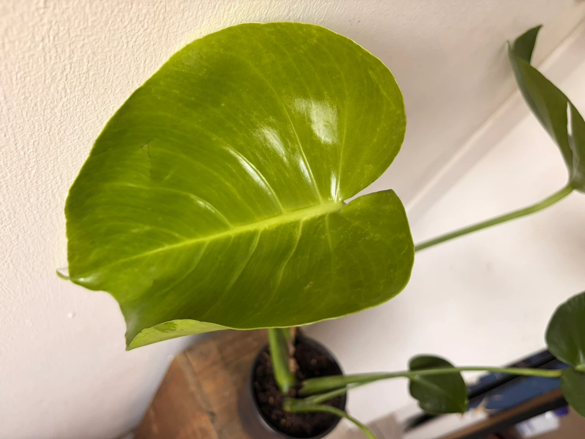 Monstera live plant - photo 5