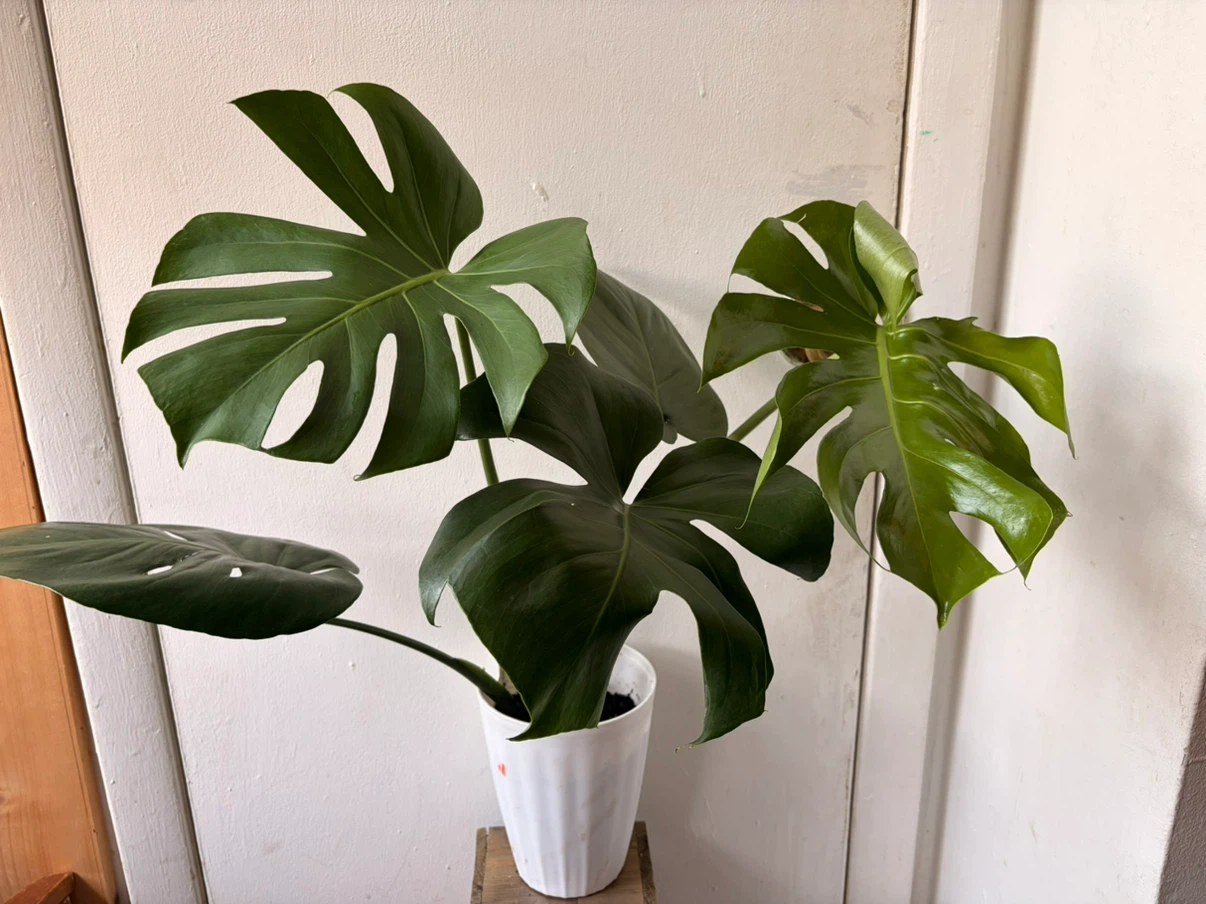 Monstera live plant