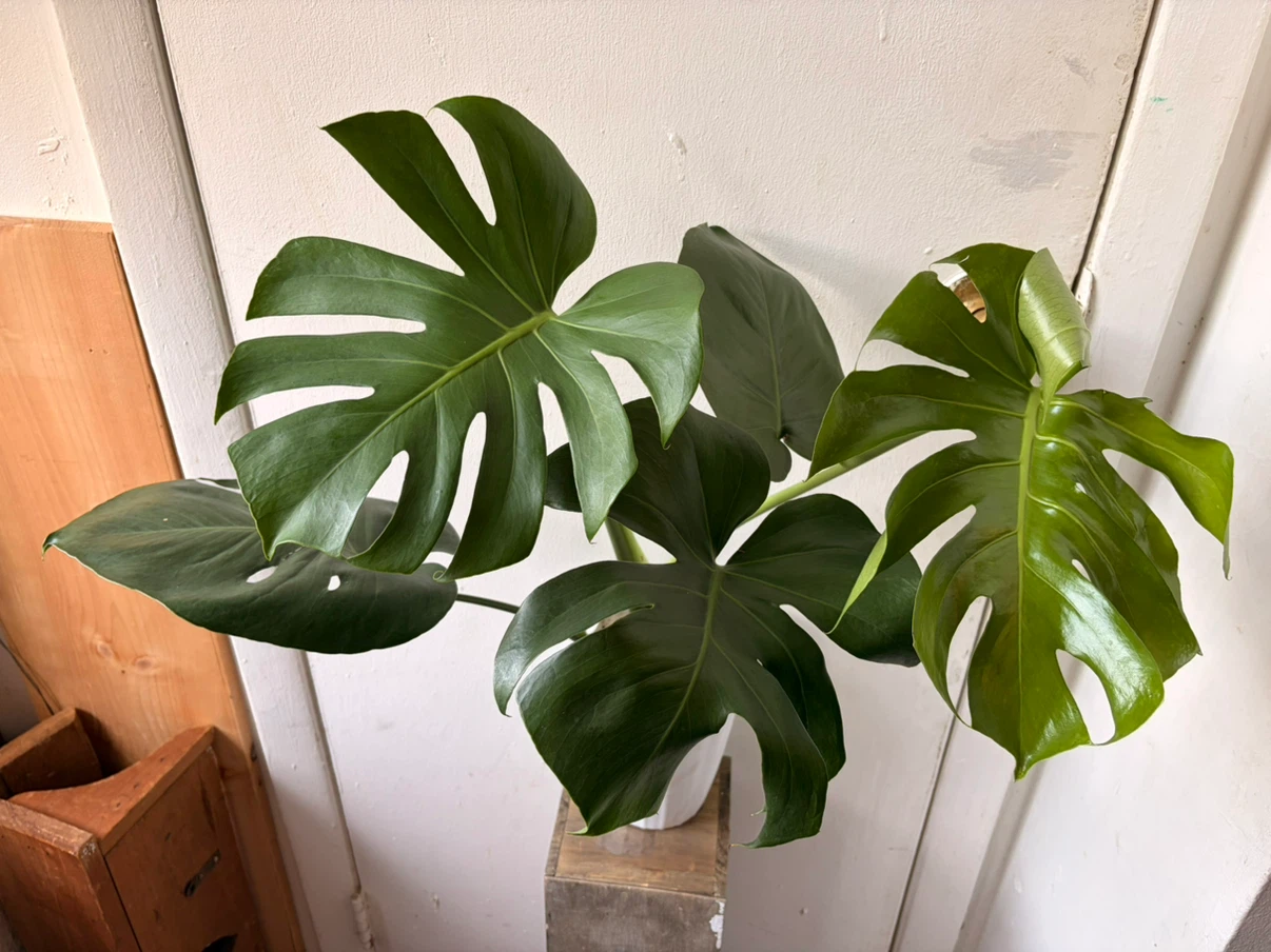 Monstera live plant - photo 2