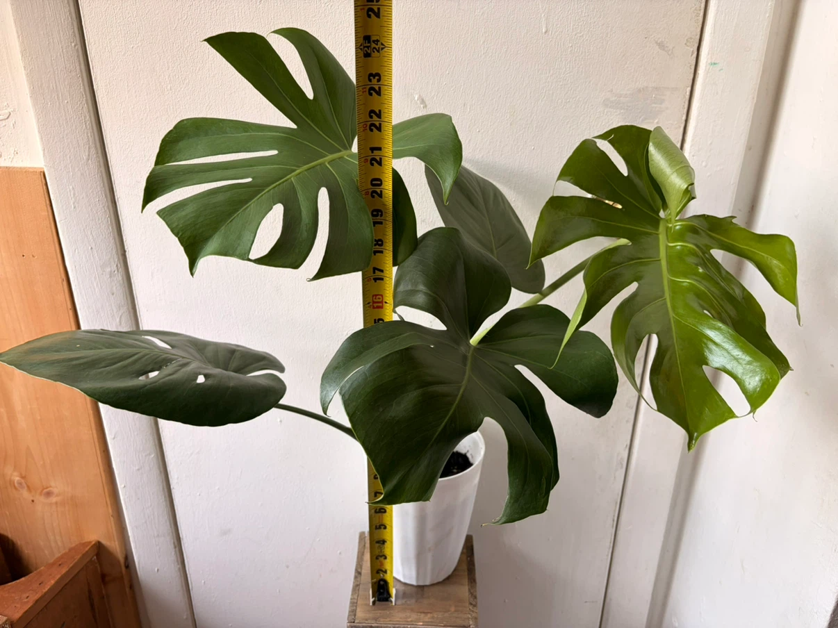 Monstera live plant - photo 3