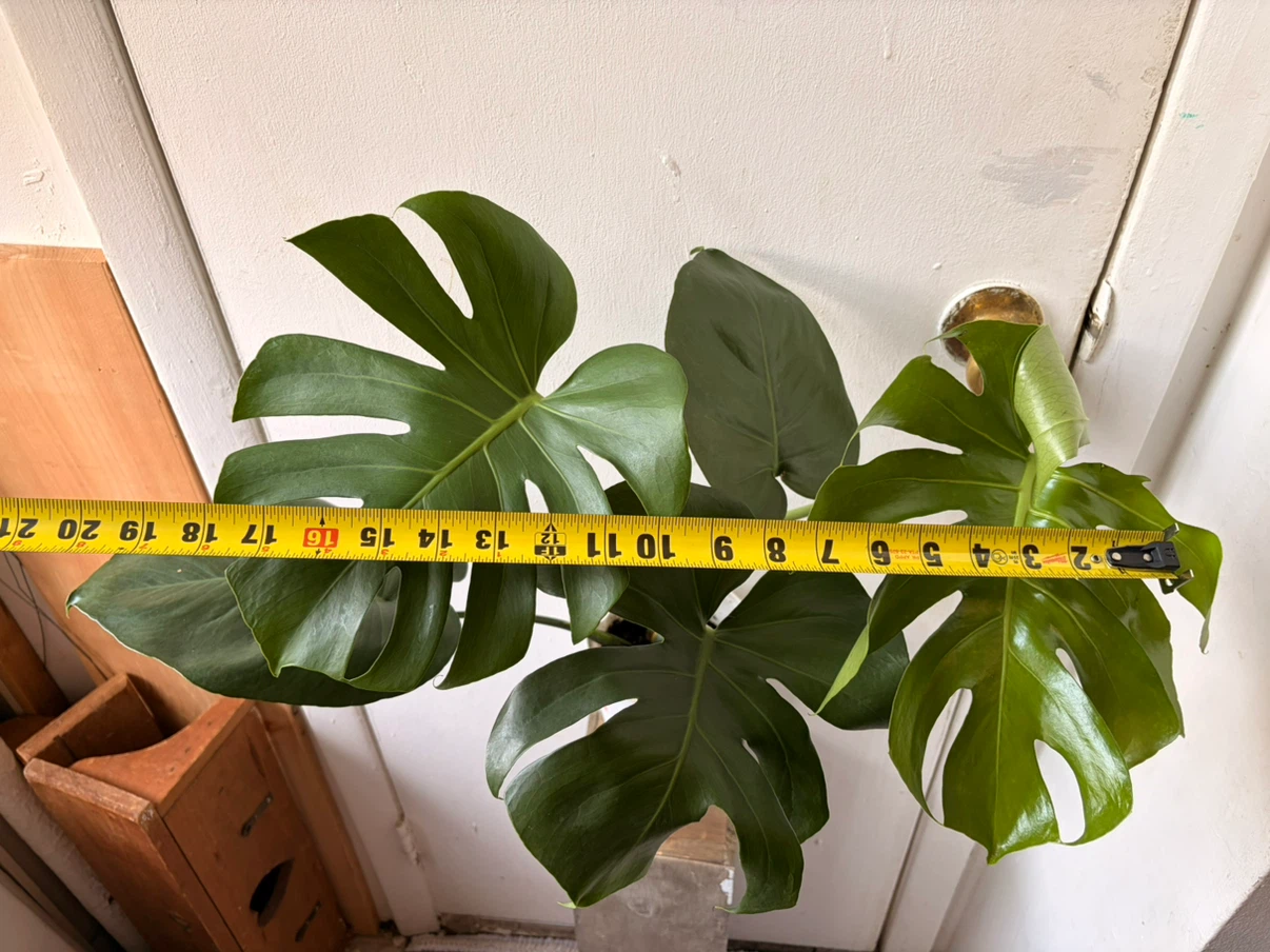 Monstera live plant - photo 4