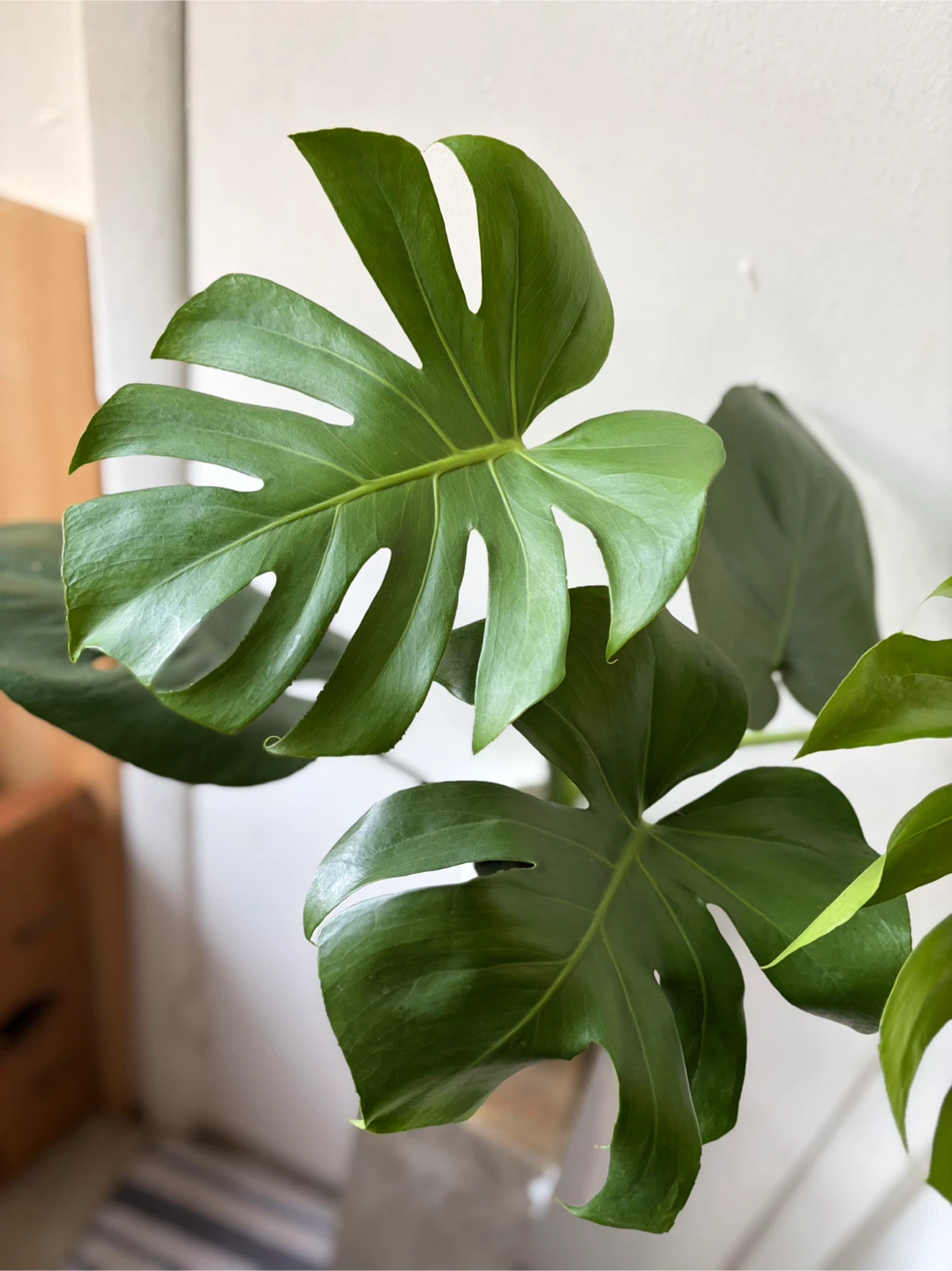 Monstera live plant - photo 5