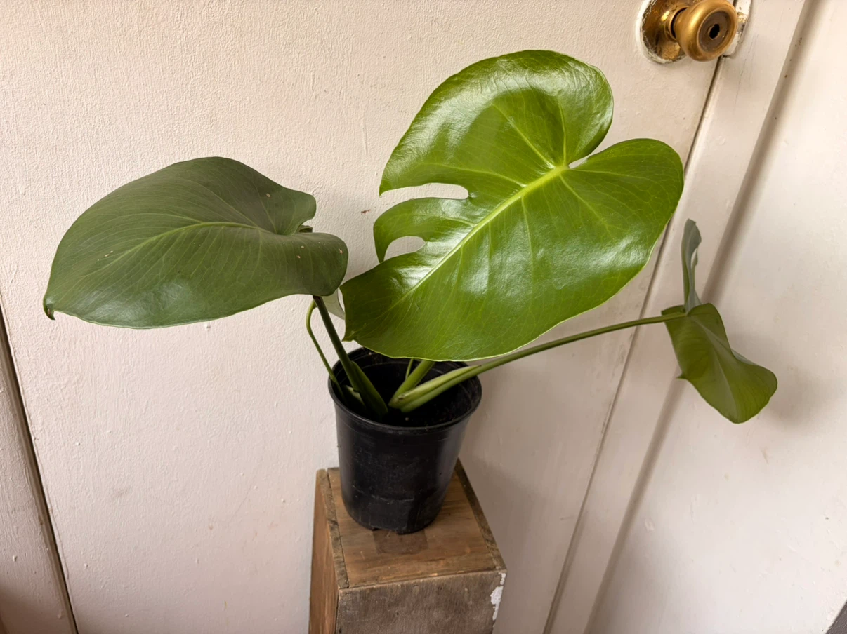 Monstera live plant