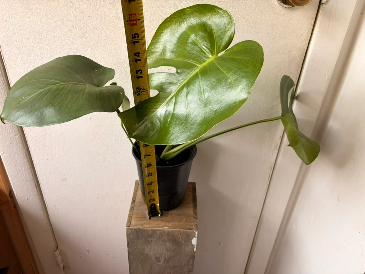 Monstera live plant - photo 2