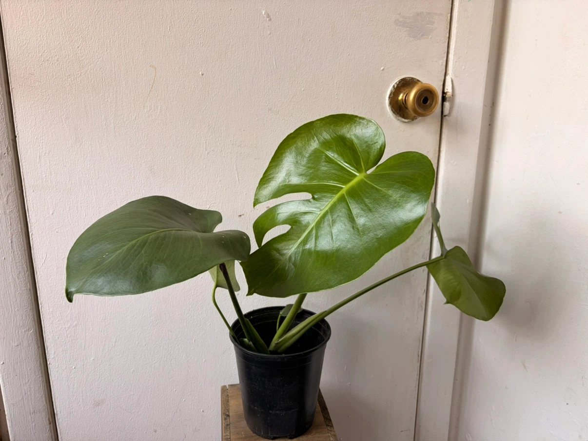 Monstera live plant - photo 3