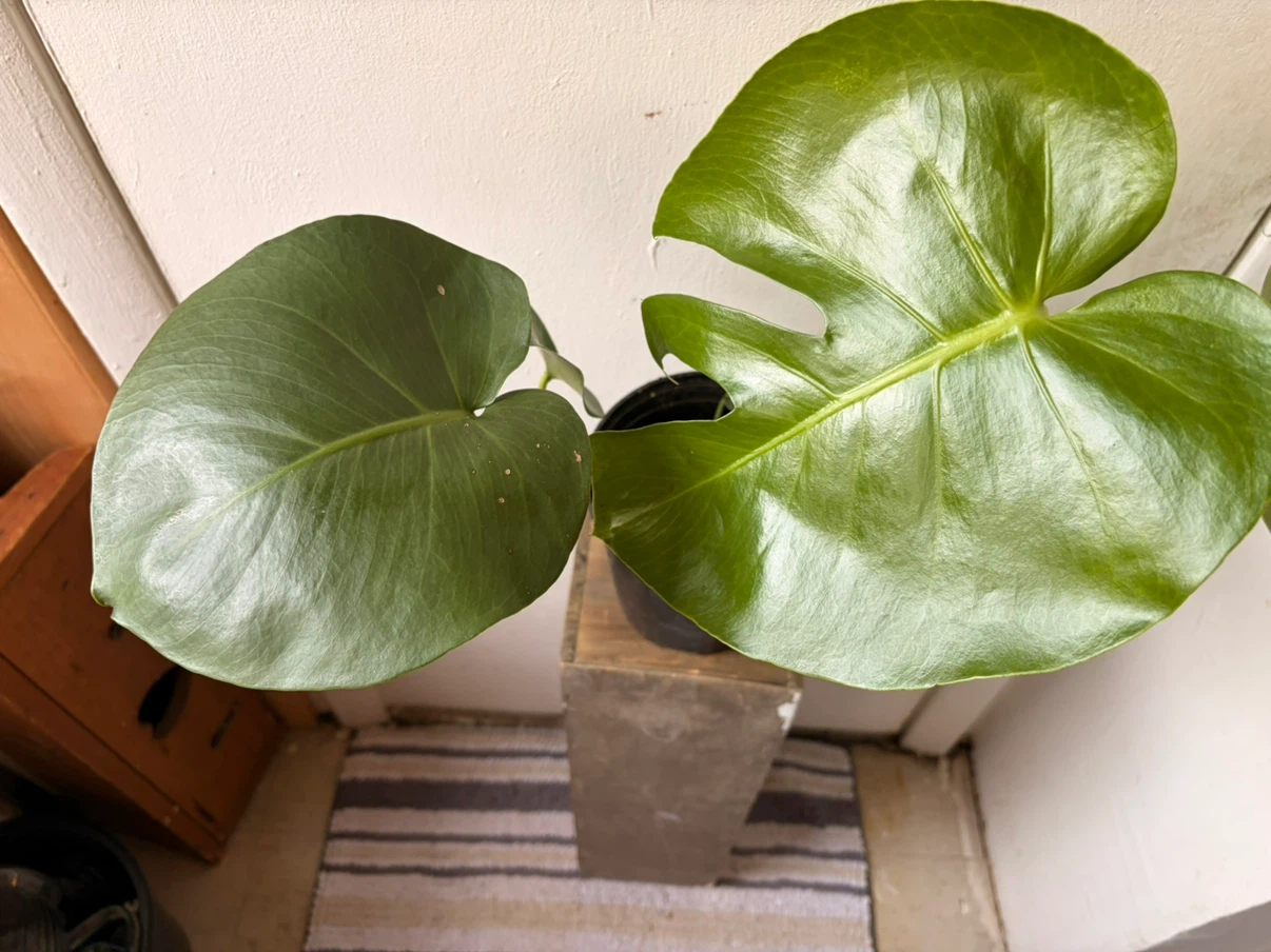 Monstera live plant - photo 4