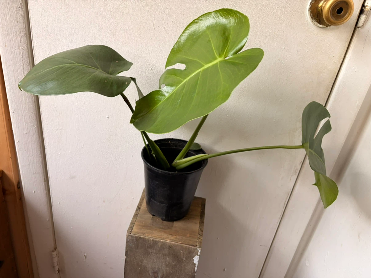 Monstera live plant - photo 5