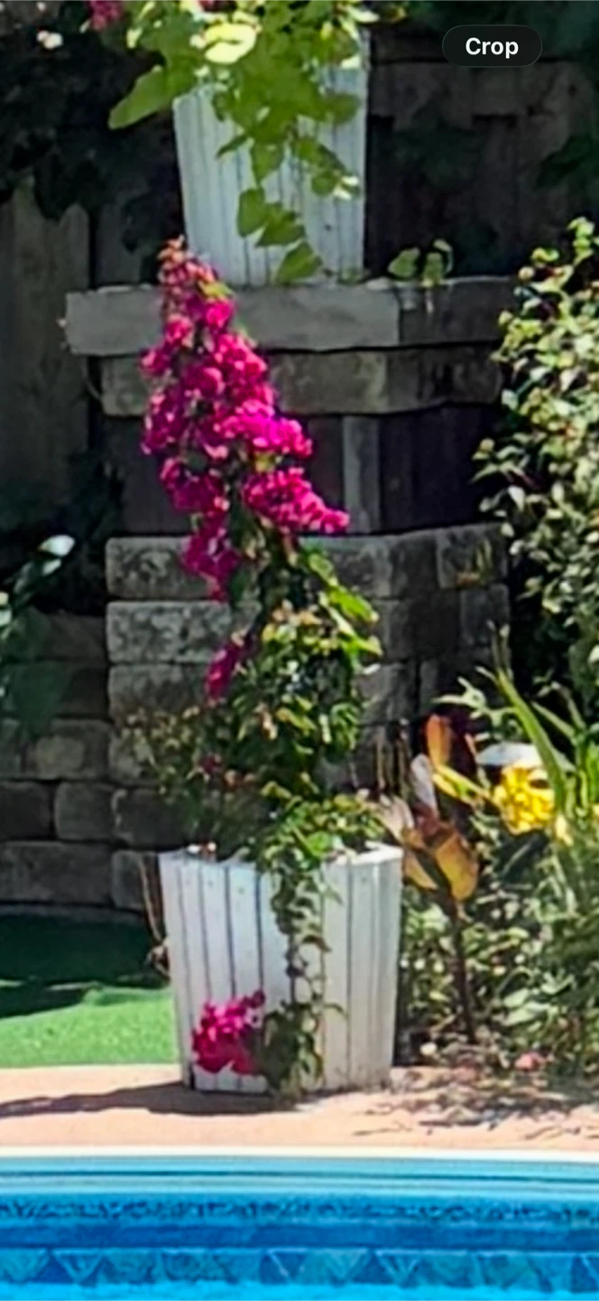 Pink Bougainvillea Plant in White Planter